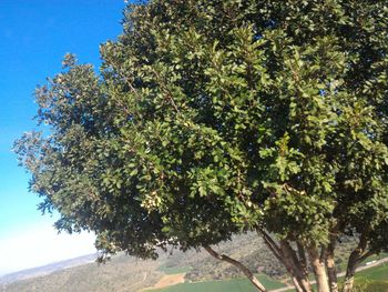 Low angle view of trees against sky