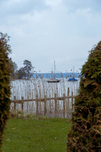 Trees on field against sky