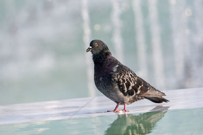 Close-up of bird perching on a lake