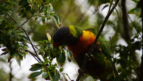 Low angle view of bird perching on branch