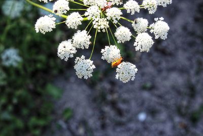 Close-up of white flowering plant