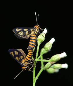 Close-up of butterfly perching on leaf against black background
