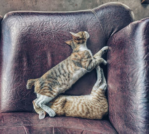 Cat on armchair