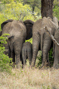 Elephant in a field