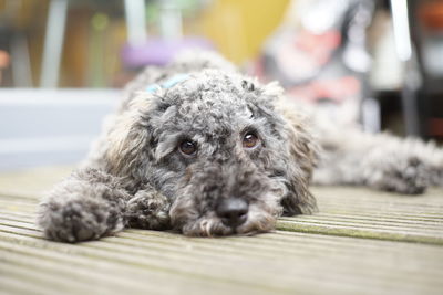 Close-up portrait of a dog