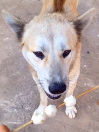 Close-up portrait of a dog