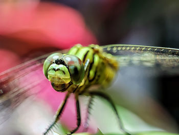 Close-up of insect on flower