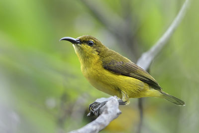 Close-up of bird perching on branch