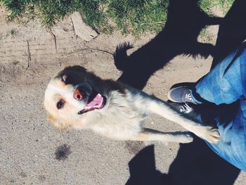 Dog looking at camera