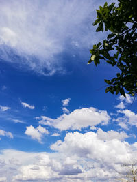 Low angle view of trees against blue sky