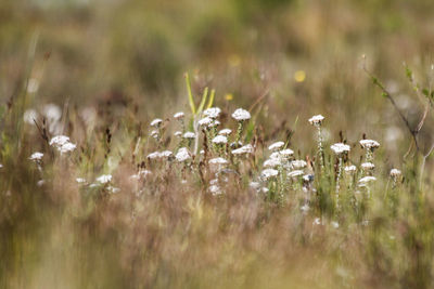 Close-up of flowering plants on field