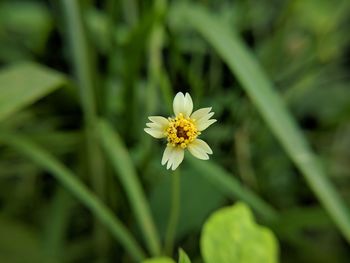 Close-up of yellow flowering plant