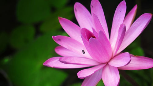 The beauty of the lotus flower in the pond