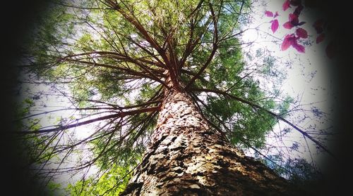 Low angle view of tree in forest