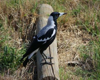 Bird on grass