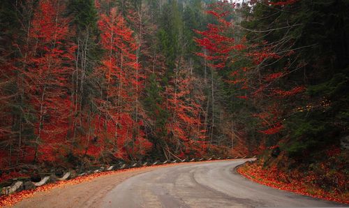 Road amidst trees in forest