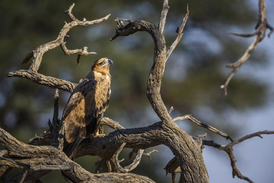 Tawny Eagle