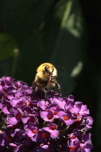 Close-up of bee pollinating on purple flower