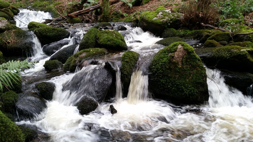 Stream flowing through rocks in forest