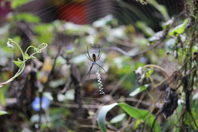 Close-up of spider on web