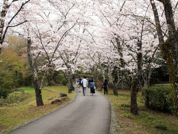 Rear view of people walking on road along trees