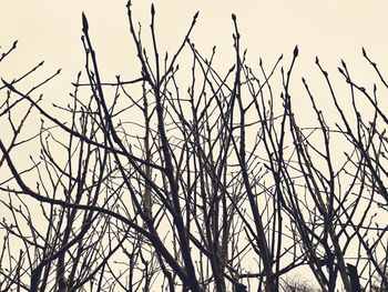 Low angle view of bare tree against clear sky