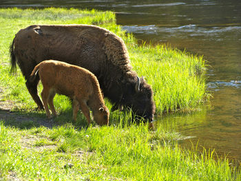 Sheep grazing in a field