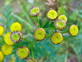 Close-up of plants growing outdoors