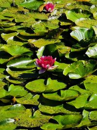 Lotus water lily in pond