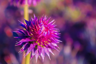 Close-up of purple flower