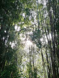 Low angle view of bamboo trees in forest