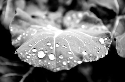 Close-up of raindrops on leaf