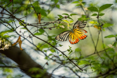 Close-up of butterfly pollinating on flower