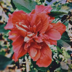 Close-up of red flowering plant