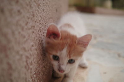 Close-up portrait of kitten