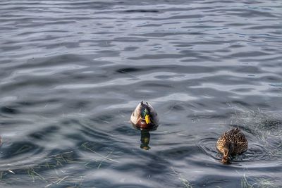 High angle view of ducks swimming in lake