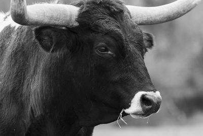 Close-up of a cow