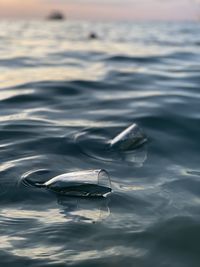 Close-up of duck swimming in sea