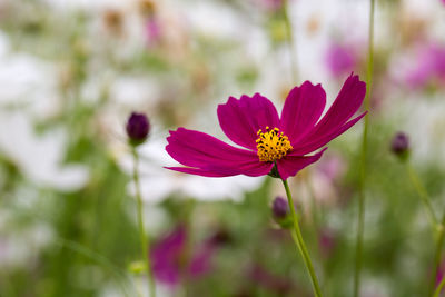 Close-up of pink cosmos flower