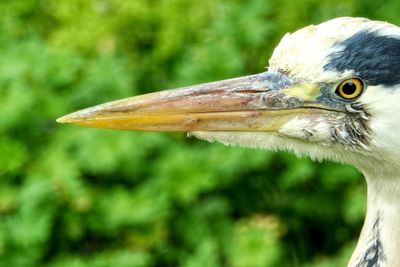 Close-up of a bird