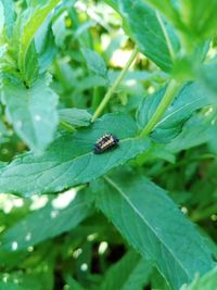 Close-up of insect on leaf