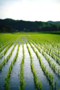 Scenic view of green field