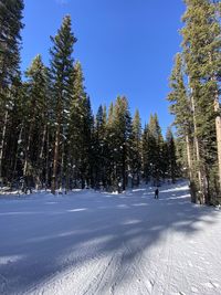 Skier and trees on snow covered land against sky