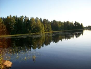 Reflection of trees in calm lake