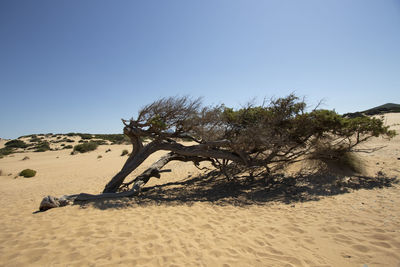 Driftwood on sand dune against clear sky