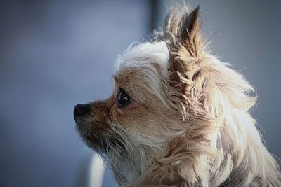 Close-up of dog looking away