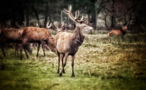 Deer grazing on grassy field