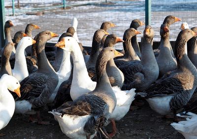 Close-up of birds in lake