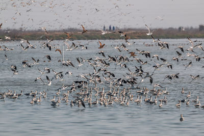 Flock of avocets in lake and taking off