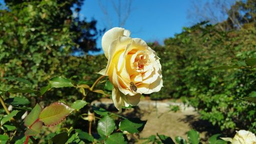 Close-up of flower blooming outdoors